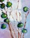 Green Persimmons